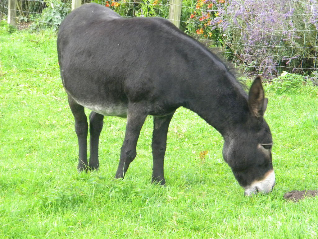 Petrus Wittebrood Hoeve Dikkelvenne Eksteriør billede