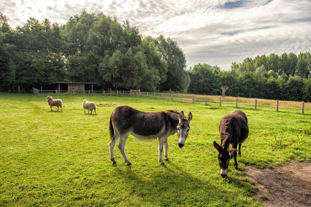 Petrus Wittebrood Hoeve Dikkelvenne Eksteriør billede